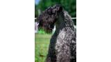 Kerry Blue Terrier.  Ch. La Cadiera Felicity.