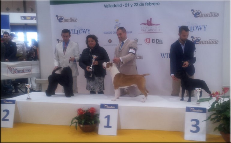 Kerry Blue Terrier. La Cadiera Geisha. MB 1ª - BOB Puppy Class - RBOG 2. 