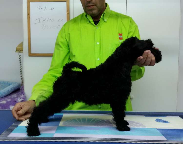 Kerry Blue Terrier. Camada 3I. La Cadiera Irma La Dulce.