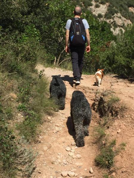 Multi Ch. Nenúfar Urdina de La Cadiera subiendo a Montserrat.
