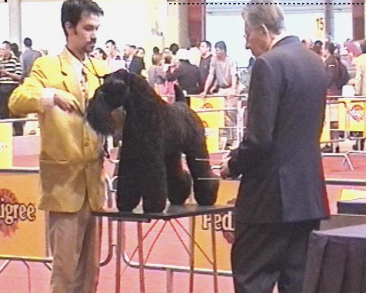 Kerry Blue Terrier.  Ch. Tramontana de La Cadiera at Blaunit. Kerry Blue Terrier.  Ch. Tramontana de La Cadiera at Blaunit.
