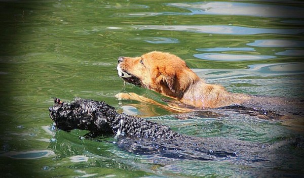 Historia de Super Menta. Nadando, que me encanta !