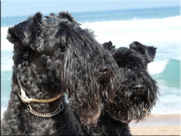 El B.I.S. de La Cadiera. Kerry Blue Terrier. Kasper   Morita El B.I.S. de La Cadiera. Kerry Blue Terrier. Kasper   Morita