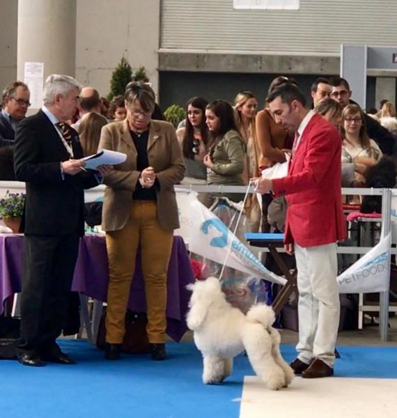 Moja Variatsija Uvertura. Caniche. Exc.  ª CAC CACIB BOB..