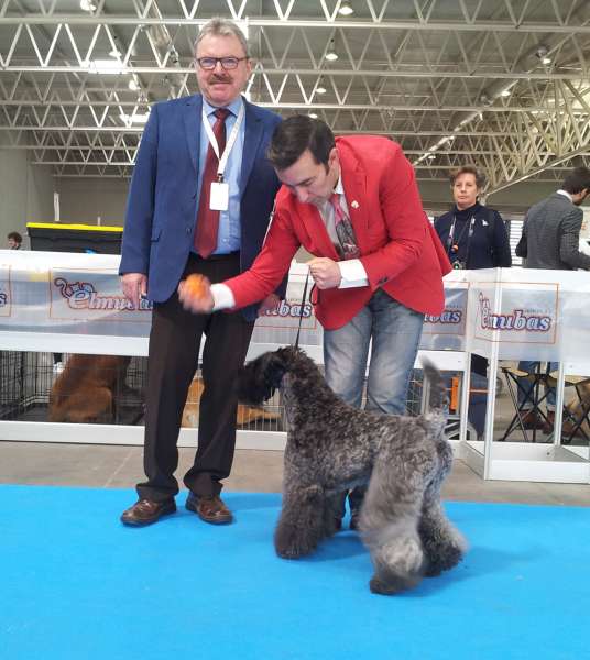 Kerry Blue Terrier.  Ch. Corben Dallas de La Cadiera.