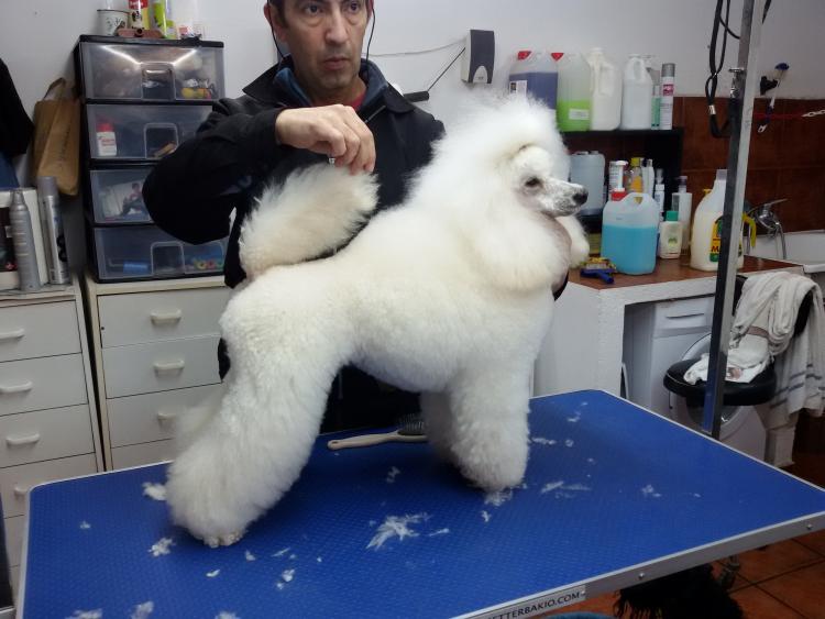 Trabajo con Caniche.