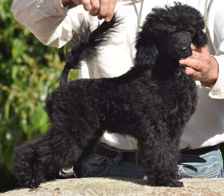 Caniche. Camada 3O. La Cadiera Ovidio con 3 meses.