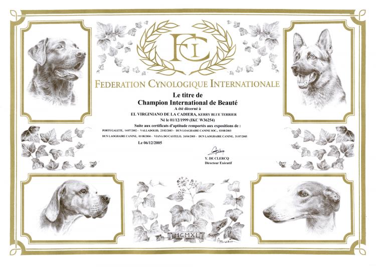 Kerry Blue Terrier.  International Ch. El Virginiano de La Cadiera.