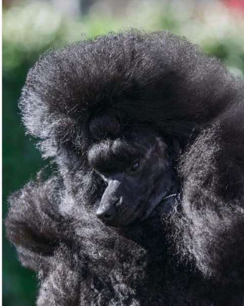 Caniche.  Ch. Luxury Sound Of Sunshine.