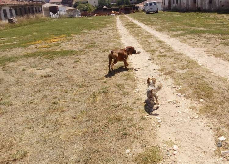 Coco y Nody paseando en la Residencia Canina La Cadiera en Avila