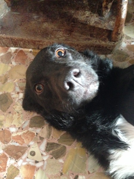 Nuestra recogida de Huellas. 