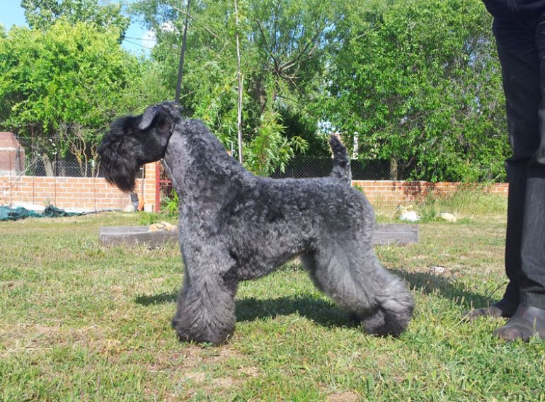 Kerry Blue Terrier. Ch. Reina de Saba de La Cadiera at Bluemont. Exc. 2 - RCAC. 