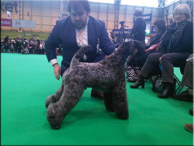 Kerry Blue Terrier.  Ch. Viña Urdina de La Cadiera.