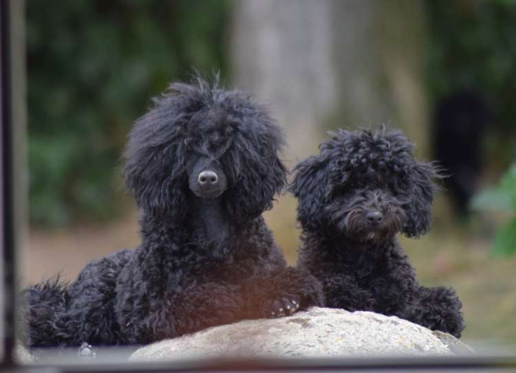 Caniche. La Cadiera Noche Loca.