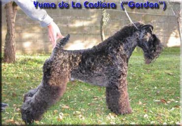 Kerry Blue Terrier. Yuma de La Cadiera.  Kerry Blue Terrier. Yuma de La Cadiera.