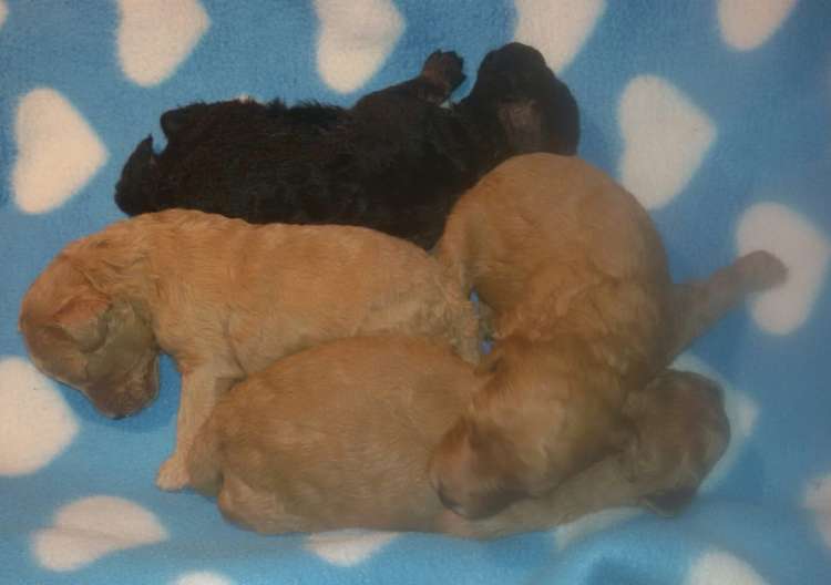 Caniche. Camada 3Q con 10 días.