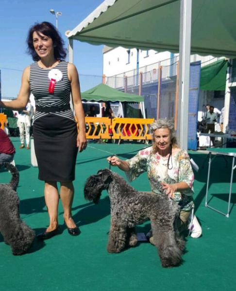 Kerry Blue Terrier.  Ch. La Cadiera Geisha en Gibraltar