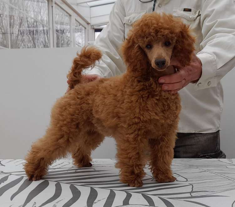 Caniche. Vera de La Cadiera.