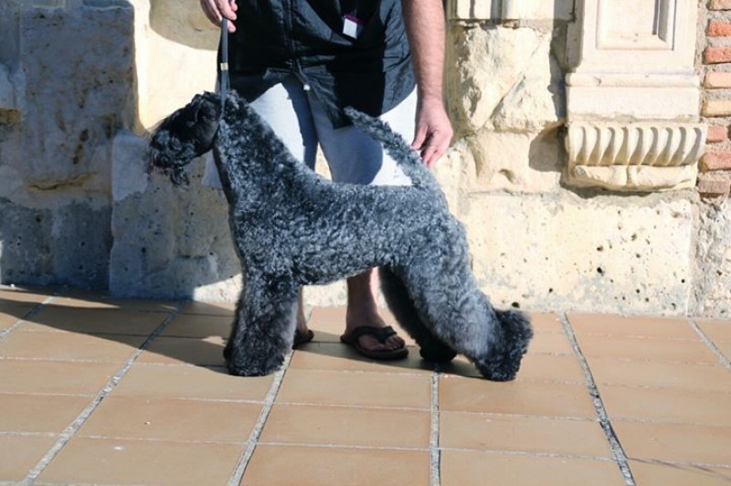 Kerry Blue Terrier. Ch. Bluemont Analivia Purabella at La Cadiera.