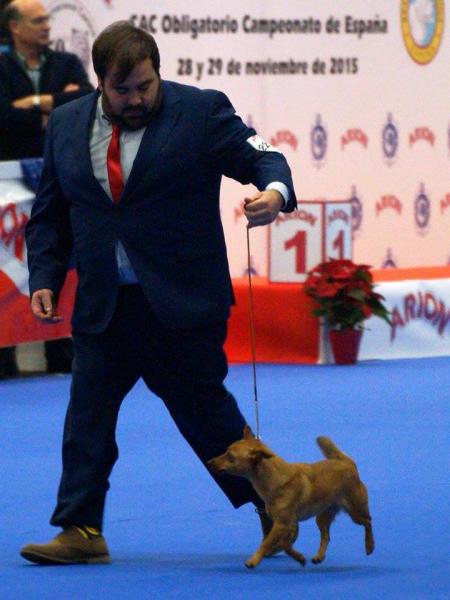 Podenco Portugués.  Ch. Kalixta Biankitos de Vale do Cruz.