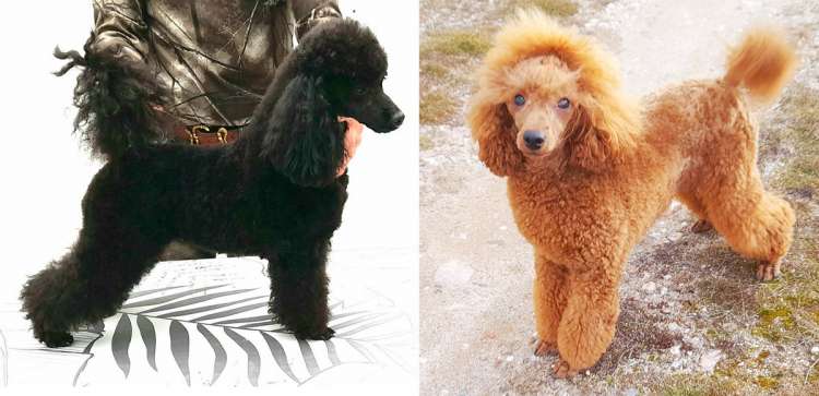 Caniche. Camada 2606.