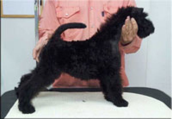Kerry Blue Terrier. Ch. Bluemont Ena at La Cadiera.  Kerry Blue Terrier. Ch. Bluemont Ena at La Cadiera.