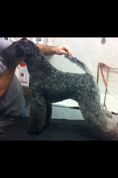 Kerry Blue Terrier. Menta con 7 años.