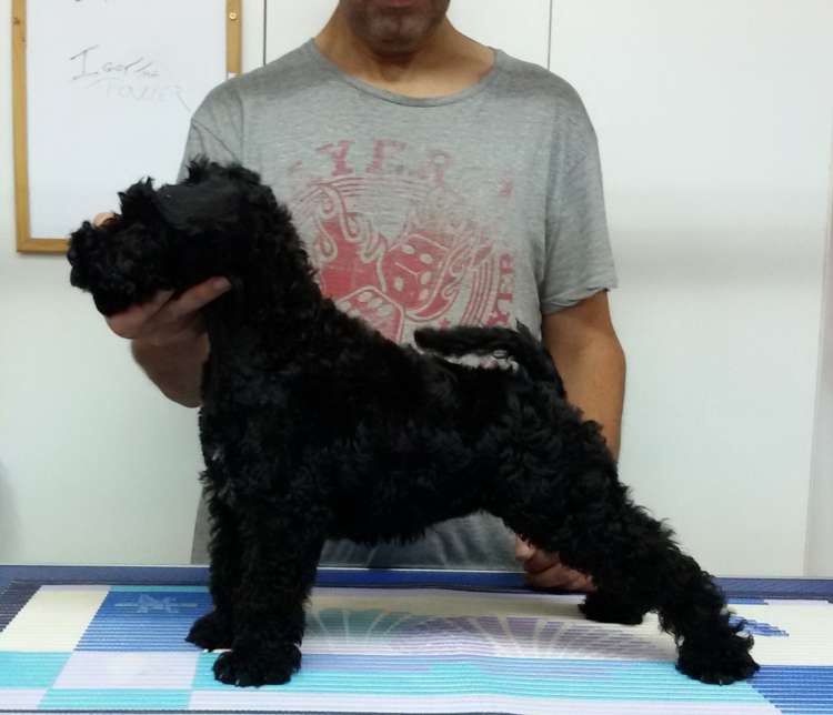 Kerry Blue Terrier. Camada 3I. La Cadiera I Got The Power.