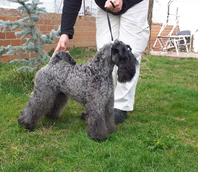 Kerry Blue Terrier.