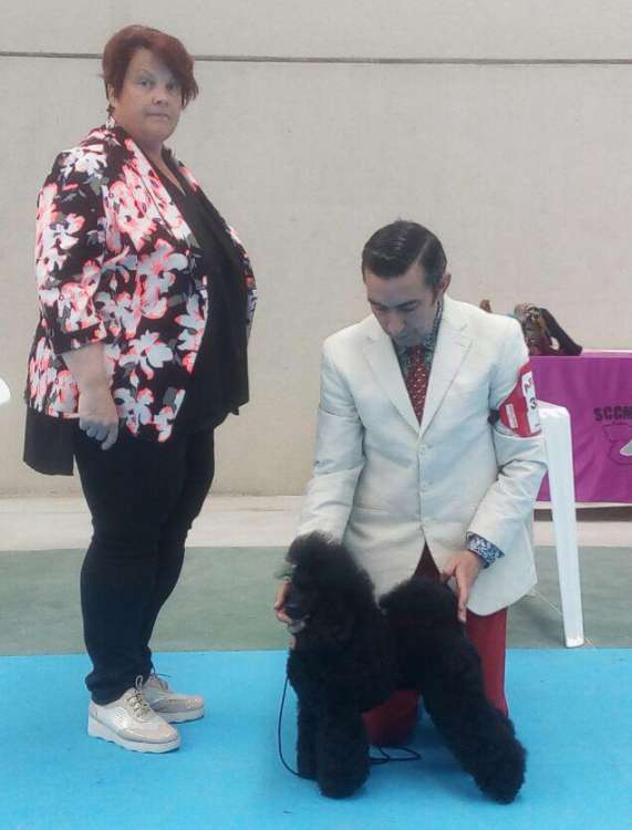 Ch. Zabavny Kolokolchik Gorletti. Exc. 1ª C.A.C. C.A.C.I.B. B.O.B.. Ch. Zabavny Kolokolchik Gorletti. Exc. 1ª C.A.C. C.A.C.I.B. B.O.B..