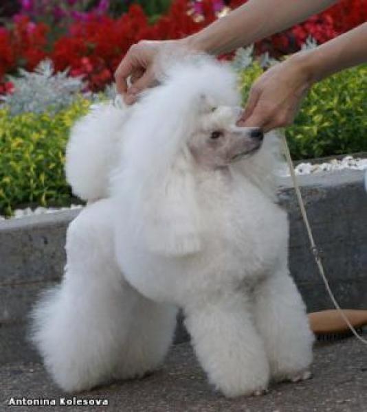 Caniche.  Ch. Zabavny Kolokolchik Valerina.