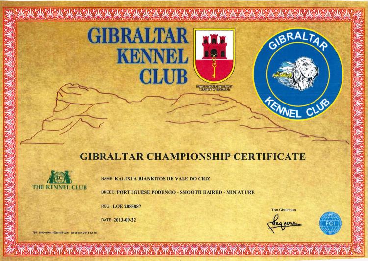 Ch. Kalixta Biankitos de Vale do Cruz. Podenco Portugués.  Titulo Ch. Gibraltar Kalixta Biankitos de Vale do Cruz.