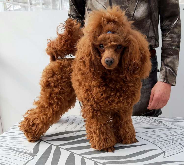 Caniche. Fleece Gold Chris.