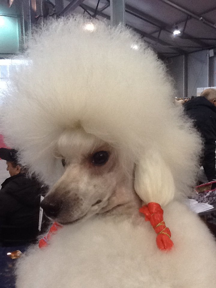 Caniche. Moja Variatsija Koroleva Shanteklera. Caniche. Moja Variatsija Koroleva Shanteklera.