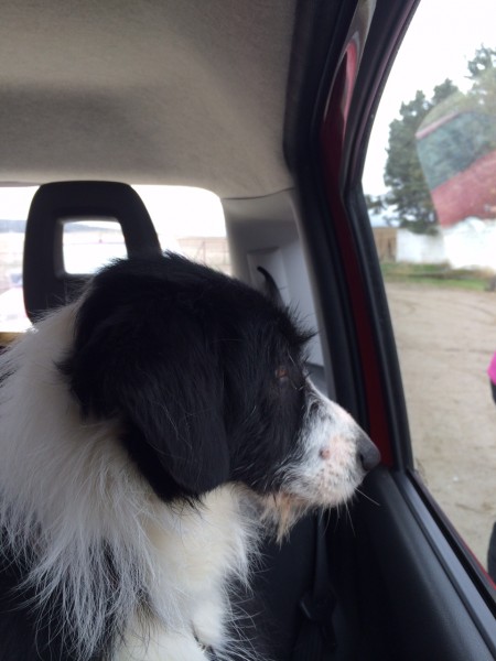 Nuestra recogida de Huellas. 