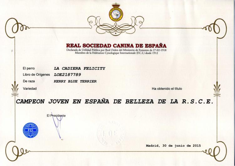 Kerry Blue Terrier.  Jr. Ch. La Cadiera Felicity. Kerry Blue Terrier.  Jr. Ch. La Cadiera Felicity.