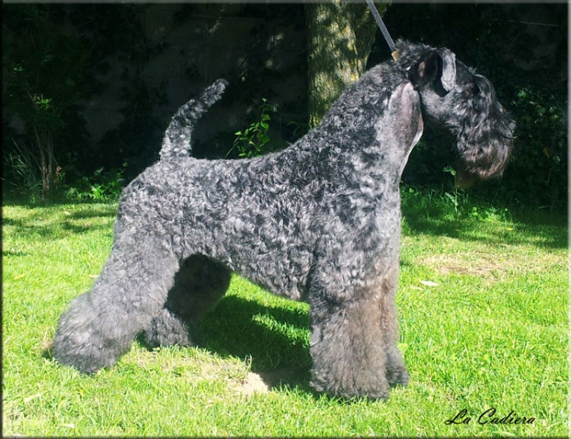 Kerry Blue Terrier. Ch. Leto Atreides de La Cadiera. Kerry Blue Terrier. Ch. Leto Atreides de La Cadiera.
