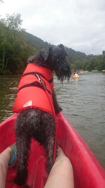 Kerry Blue Terrier.  Ch. Vin Diesel de La Cadiera es el Capitan Perri. Kerry Blue Terrier.  Ch. Vin Diesel de La Cadiera es el Capitan Perri.