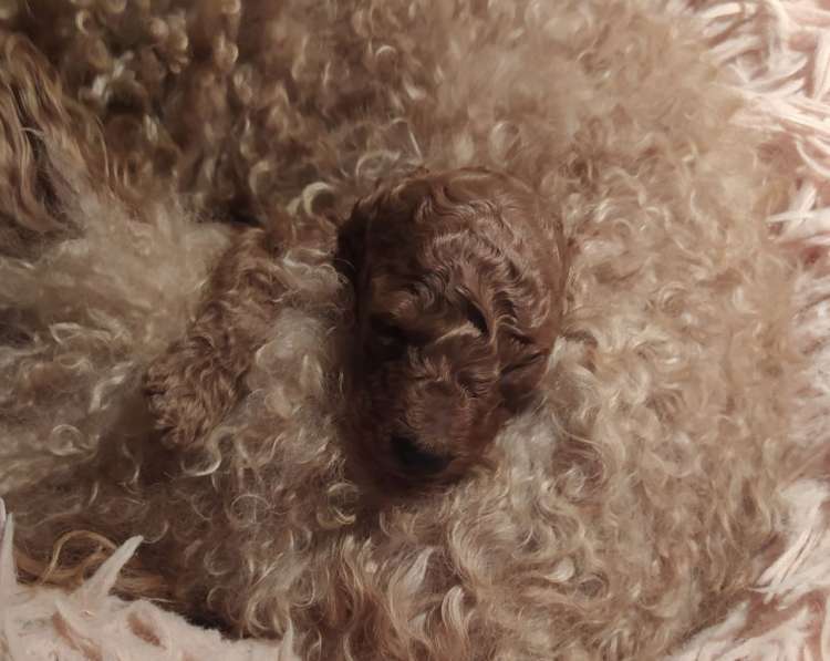 Caniche. Camada 2511.