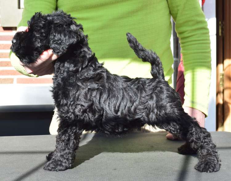 Kerry Blue Terrier. Camada 3P. La Cadiera Perseo con 6 semanas.