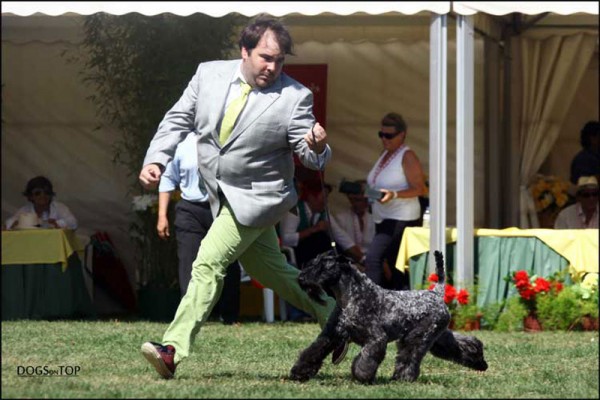 Multi Ch. Viña Urdina de La Cadiera. Kerry Blue Terrier.