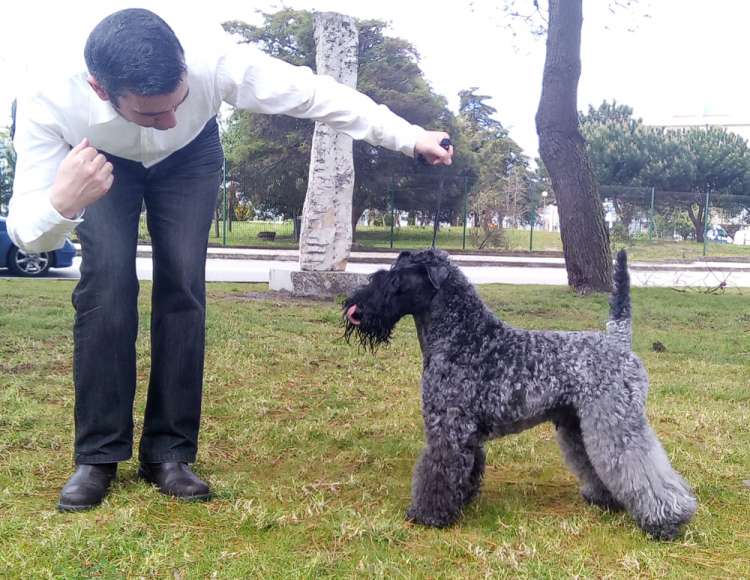 Kerry Blue Terrier.  Ch. Corben Dallas de La Cadiera.