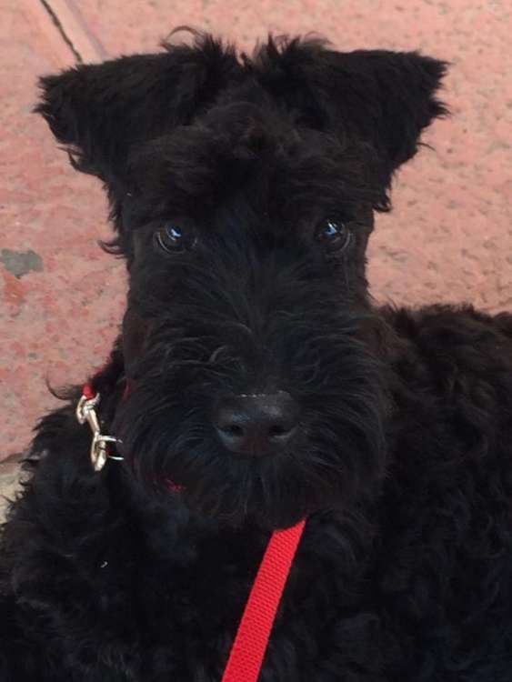 Kerry Blue Terrier. Camada 3K. La Cadiera Krystal Ocean con 3 meses.