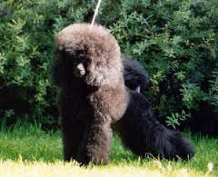 Caniche.  Ch. Solnes Rain Dance.