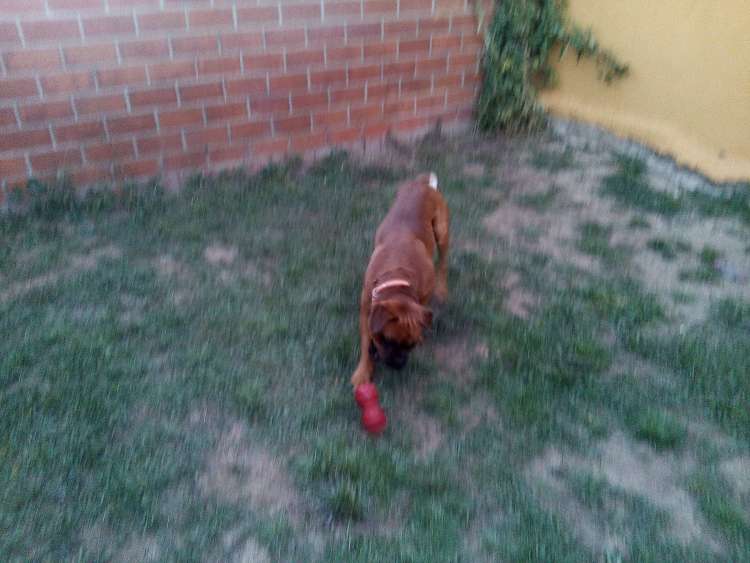 Coco jugando en su parque de la Residencia Canina La Cadiera en Avila