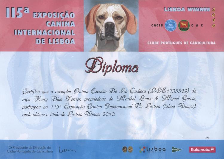Kerry Blue Terrier.  Lisbon Ch. Quinta Esencia de La Cadiera.