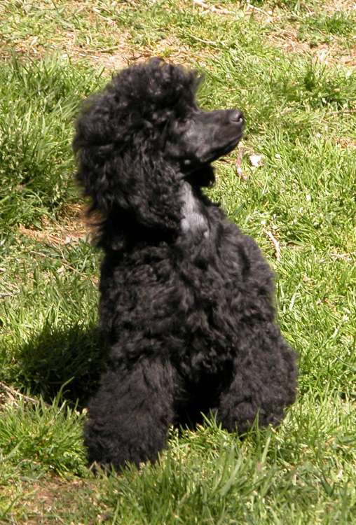 Caniche. Camada 3N. La Cadiera Negra Flor. 3meses.