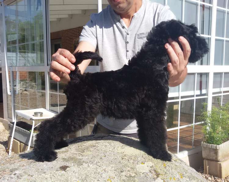 Kerry Blue Terrier. Camada 3H. La Cadiera Haydn.