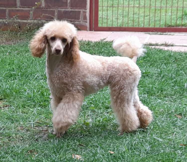 La Cadiera Baronesa Von Blixen. Caniche.