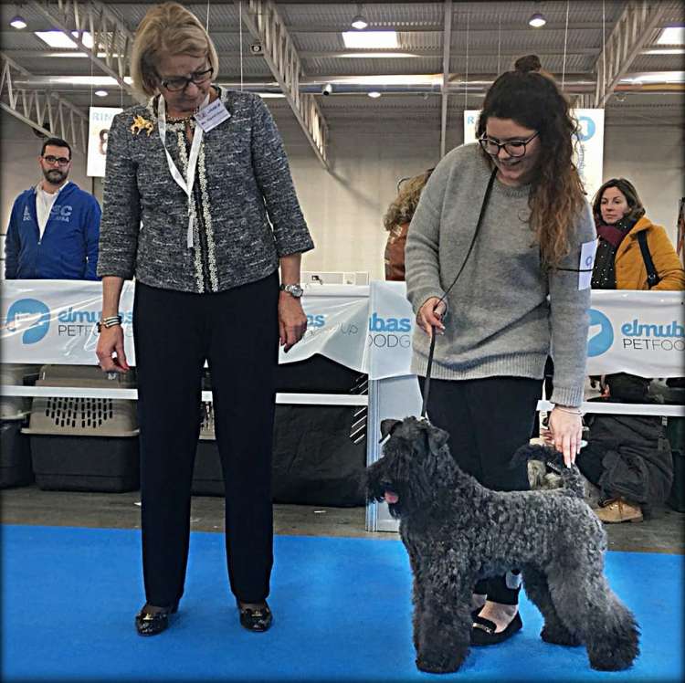 Ch. Bluemont Analivia Purabella at La Cadiera. Mejor Clase Veteranos y R.B.I.S..